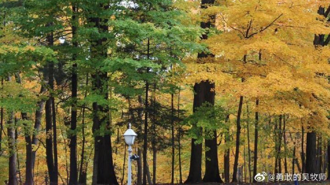 抖音自助播放下单平台：电影新浪潮网络直播与未来发展挑战分析